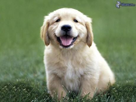 -obrazky.4ever.sk--zlaty-retriever--steniatko--pes--usmev-8280172